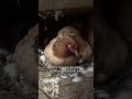 Unexpected Easter surprise 🥲 What should i name her?! #raisingchickens #broodyhen