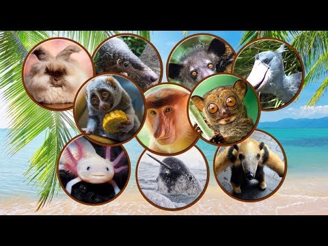 Video: Тропиктик аймакта кандай жаныбарлар кездешет