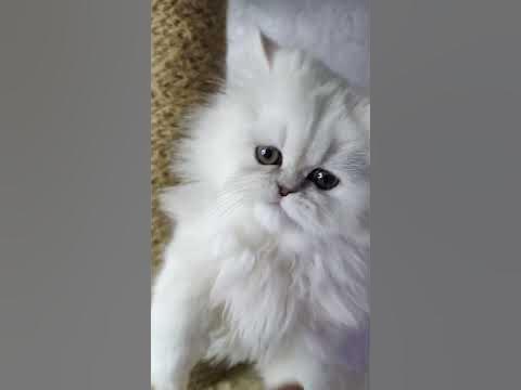 светлая девочка персидская серебристая шиншилла. - YouTube
