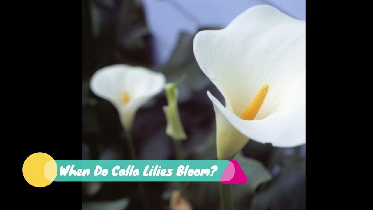 When Do Calla Lilies Bloom? Seasons, Month, Will They flower Every year