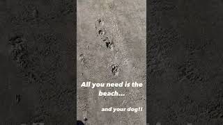 The only essentials are the beach and your furry friend!!