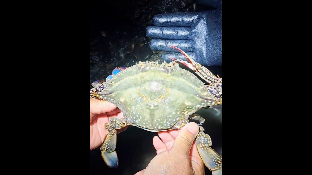 도로에서 3분거리 꽃게 해루질! #shorts