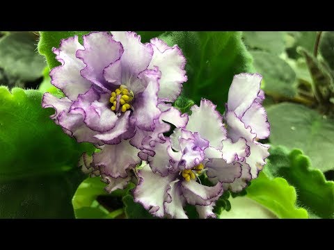 Фиалки, продающиеся 04.01.19