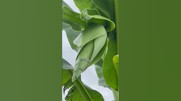 Chuối cô đơn trổ buồng