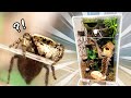ハエトリグモにツリーハウスを作って住ませてみた！ 〜2ヶ月間のDIYビバリウム製作〜