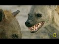 Survival on Africa's Remote Savannas (Full Episode) | Savage Kingdom Compilation | Nat Geo Animals