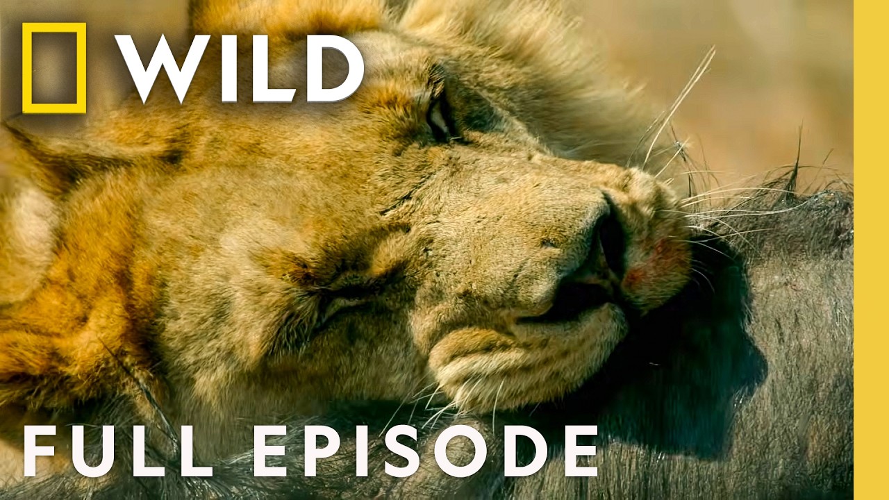 Survival on Africa's Remote Savannas (Full Episode) | Savage Kingdom Compilation | Nat Geo Animals