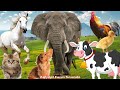 Funny animal sounds dog cow chicken cat horse duck elephant  animal moments