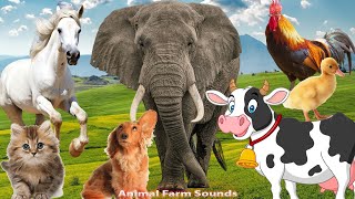 Funny Animal Sounds: Dog, Cow, Chicken, Cat, Horse, Duck, Elephant - Animal moments