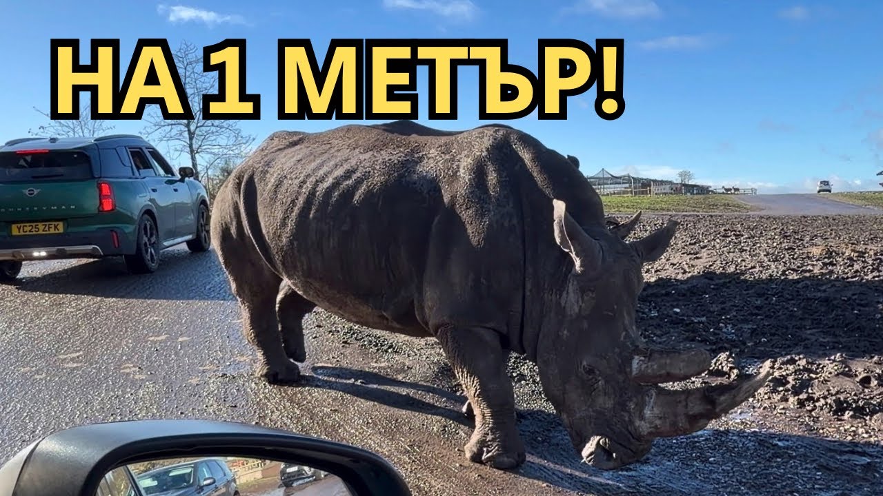 Носорог буквално до колата ни 😳 | UK Safari Park