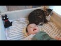 赤ちゃんも猫もお気に入りのベビーベッドがこちら【犬と猫がいる生活】