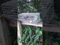 Rat, Squirrel Trap #discountpestcontrol.org