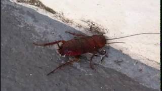 Pest Control Dubai Cockroach