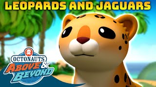 Octonauts: Above & Beyond - ? Leopards, Jaguars and other Wild Cats ? | Compilation | @Octonauts​