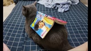 読んでる途中のマンガ置きにされる灰色猫