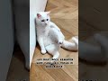 Kucing & Bocil Tantrum