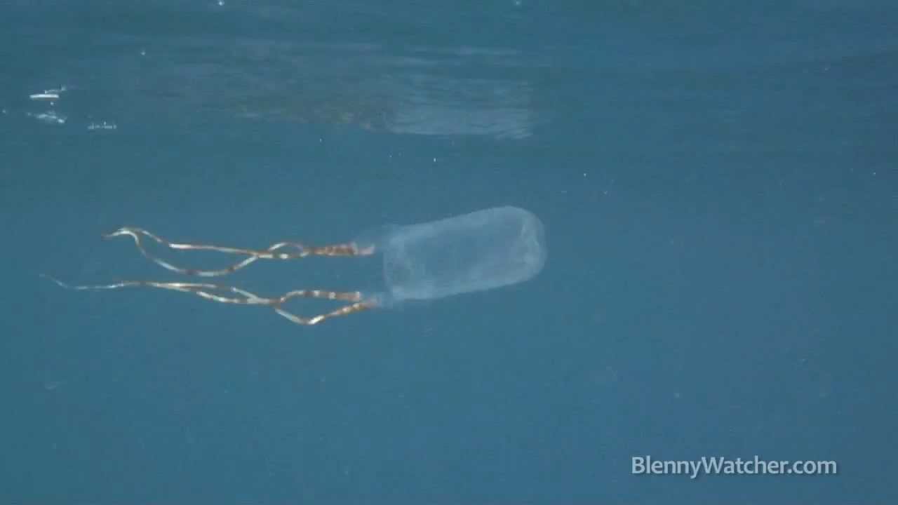 Bonaire banded box jelly - Tamoya ohboya