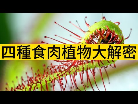 「四種神奇食肉植物大解密！」