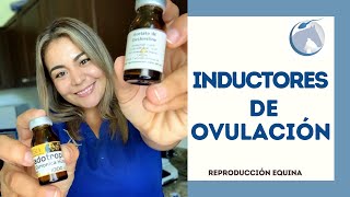 Inductores de ovulación en yeguas