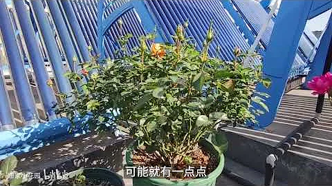 月季推荐之一: 适合阳台党种植的几款月季 - 天天要闻