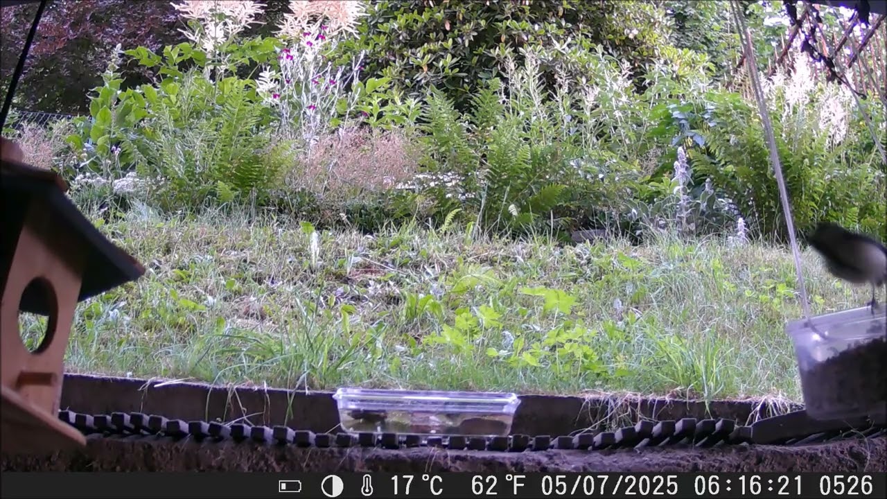 Tagsüber im Garten Juli'25 3