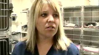 19 Abused Kittens Taken To Animal Shelter