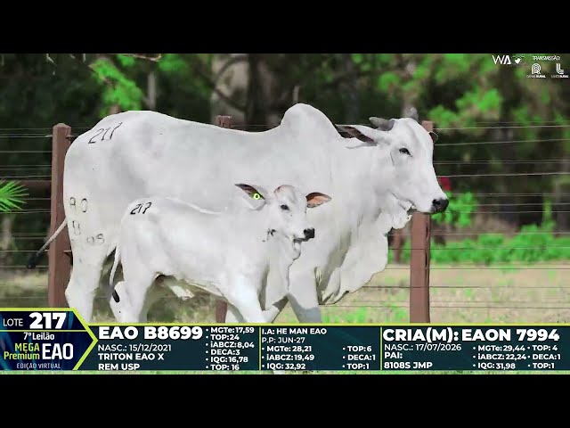 LOTE 217