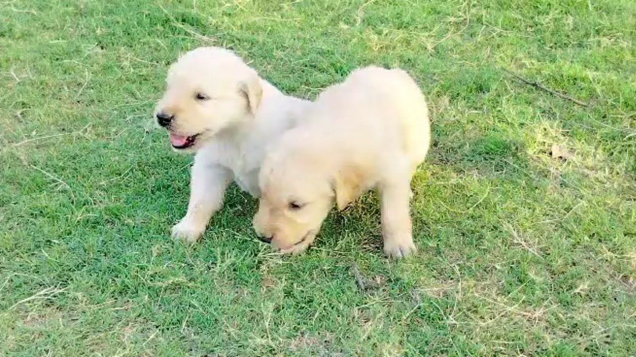 Quality Labrador Puppy For Saleअच्छी और सस्ता पप्पी शोर्ट्स 