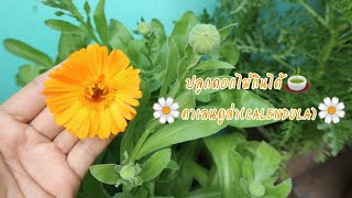 ปลูกดอกไม้กินได้ : คาเลนดูล่า(calendula)