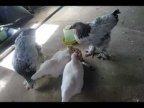 世界最大級!!巨大鶏『ブラマ(Brahma)』!生後3カ月半の雛★巨大ニワトリ 怪鳥 - YouTube