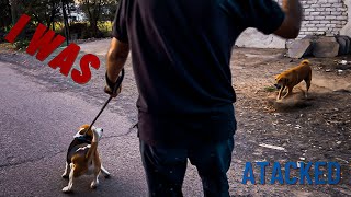 My Evening walk tantrums ft. DAD | Naughty Beagle | Khoonkhar Leo | i was attacked 😟