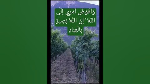 (سورة  غافر )وَأُفَوِّضُ أَمْرِي إِلَى اللَّهِ ۚ إِنَّ اللَّهَ بَصِيرٌ بِالْعِبَادِ