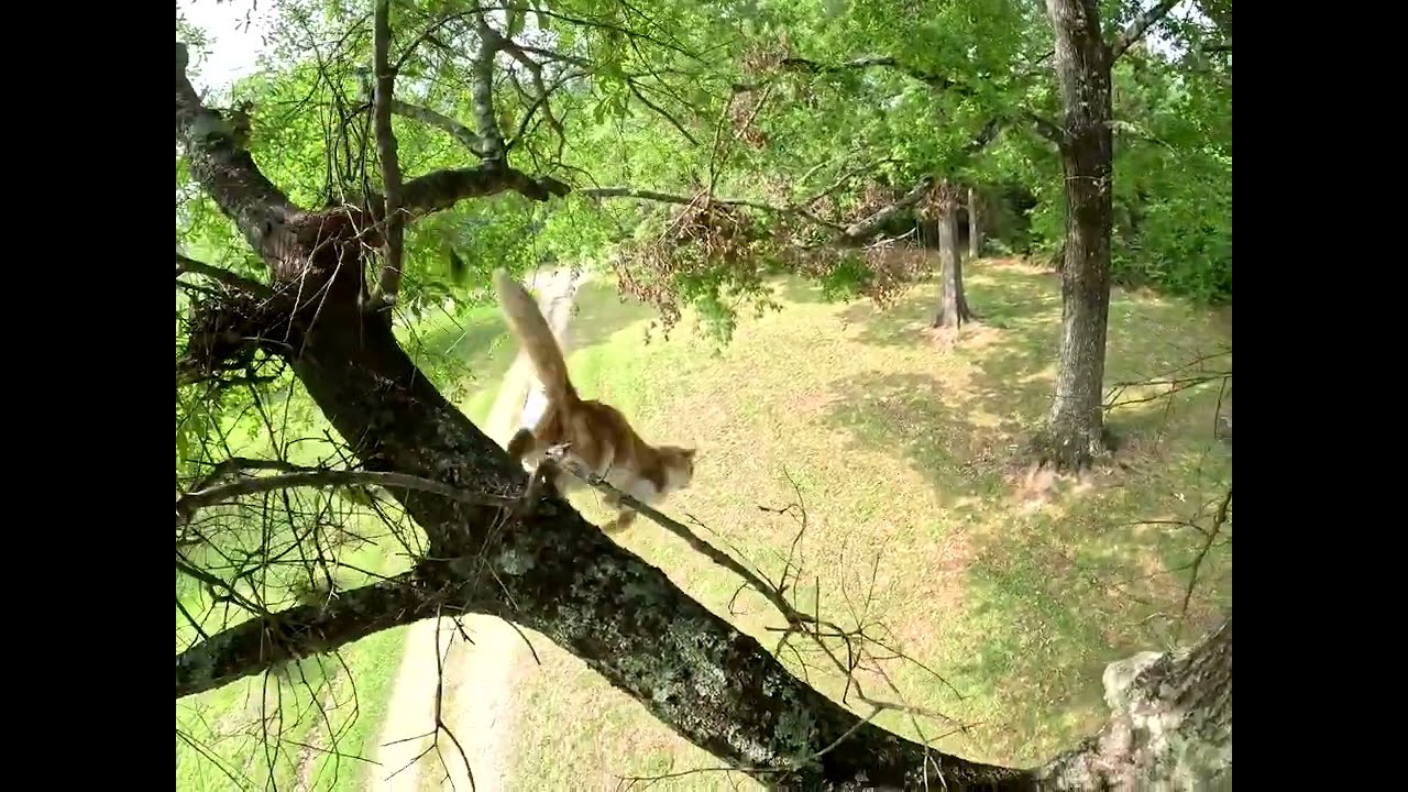 Unknown Cat Jumps from Tree