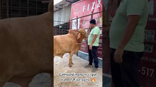 Extraordinary rcc gyr bull of Fizz agro #foryou #gyr #fizzagro #bigbull #viralshort #extraordinary