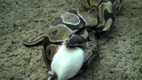 Elmo the python eats rat part 2