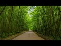 «جنگل گیسوم؛ جادوی سبزی که نفس میکشد | Gisum Forest: A Living Green Wonderland»🌿