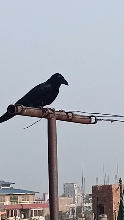 #crow #sounds