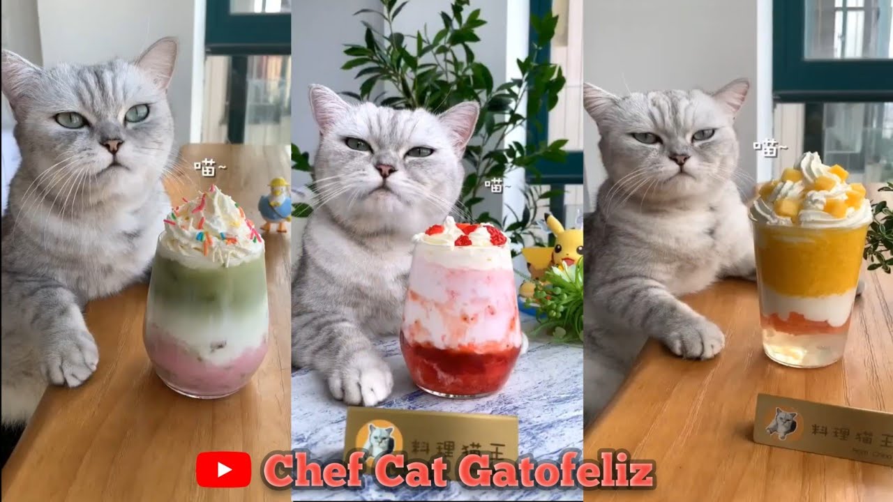 Chef Cat Gatofeliz Drink Collection | Cat Cooking Tiktok | Cat Cooking food