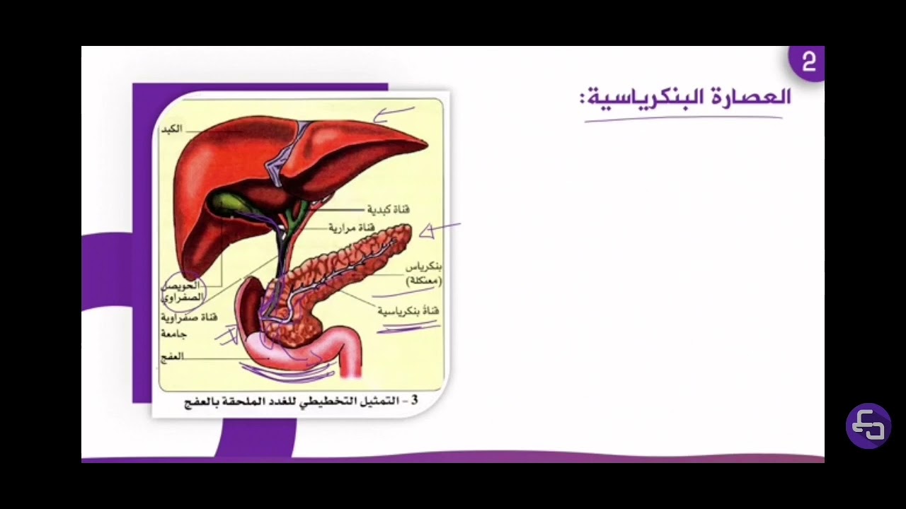 توضيح حول الحويصل الصفراوي (المرارة )👍