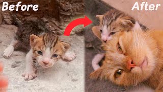 Orphan kitten crying after its Mother Cat died in an Accident. You won