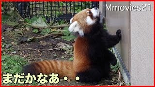 Red Panda cub 扉の前で開くのを待ってる 赤ちゃんレッサーパンダ