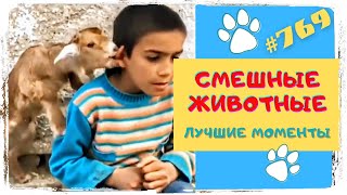 Смешные Животные До Слез 😂 Приколы С Собаками, Приколы С Котами И Др.  #769