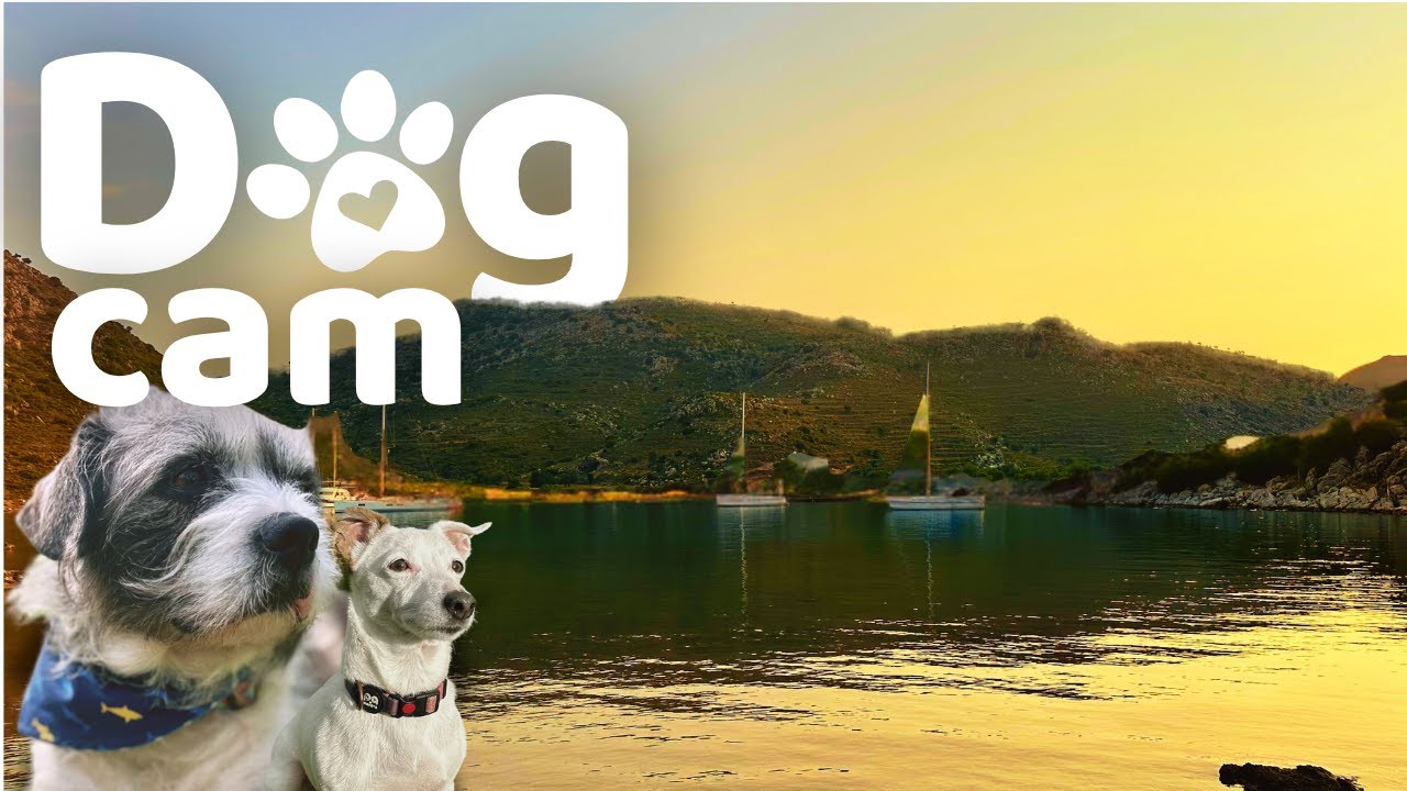 Dog Cam | 10 Hour Virtual Dog Walk: Late Afternoon in a Coastal Town