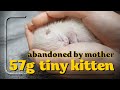 The Rescue of Tiny, One-Day-Old Abandoned Kittens Weighing 57g & 75g