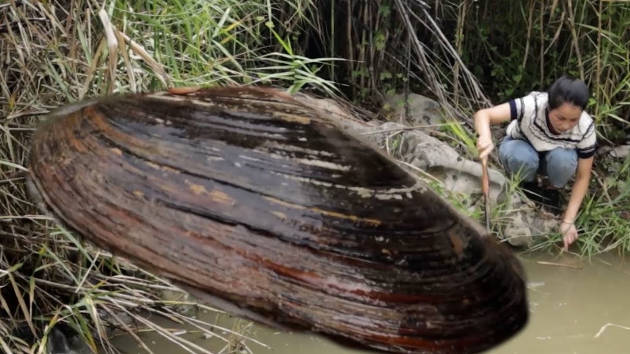 Virgin River Treasure Hunt: Hunting girl discovers a mutated giant clam with a dream pearl