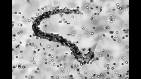 Eosinophils attack parasites