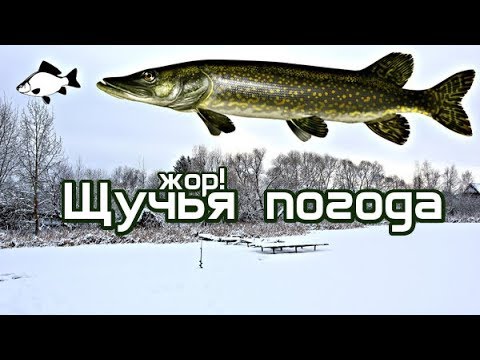 Если стоит такая погода зимой срочно на водоем за щукой! Лучшая погода для ловли щуки зимой!?