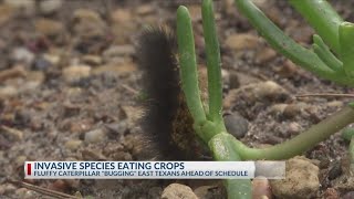 What are these invasive fuzzy black caterpillars taking over East Texas? Black Spiky Caterpillars