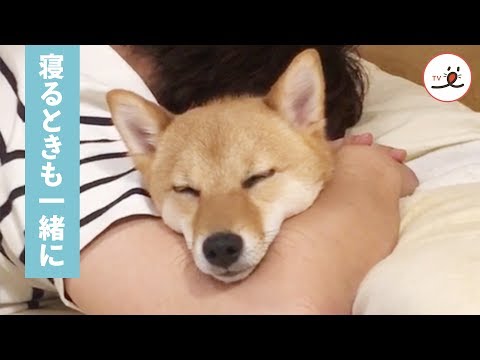 パパ寝ちゃった…わたしもなんだか😪 パパと一緒に寝るワンコ【PECO TV】