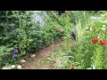 Bernie and shed garden